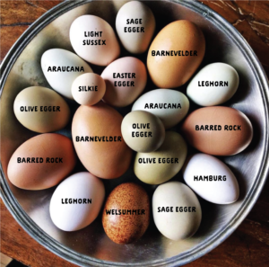 All About Eggs | Daily Life at Five Marys!