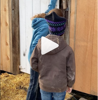 JJ and Tessa Heffernan's morning routine bottle feeding lambs